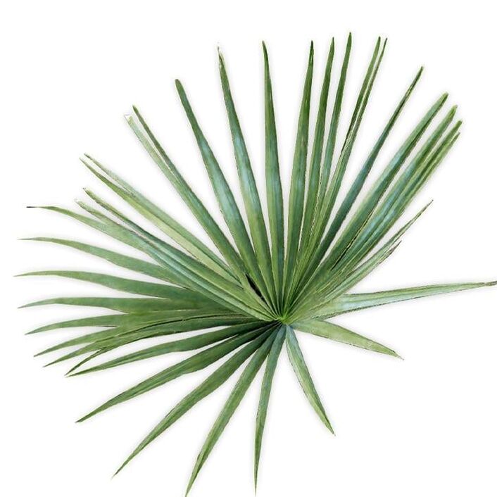 Saw palmetto - הרכב UltraMax Testo Enhancer